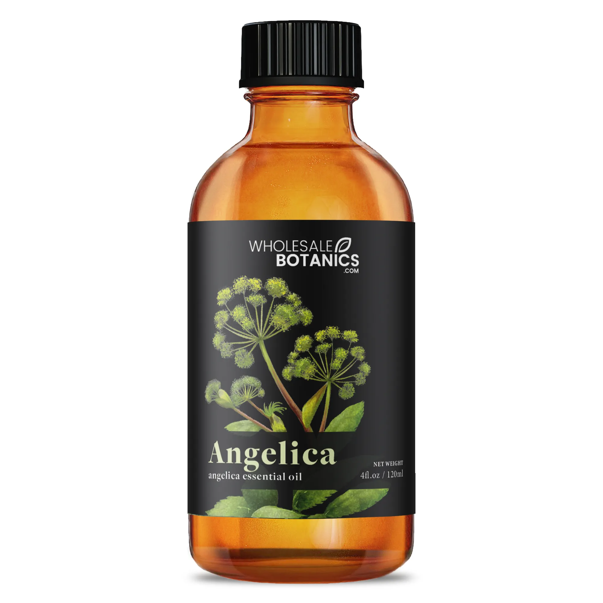 Angelica Essential Oil